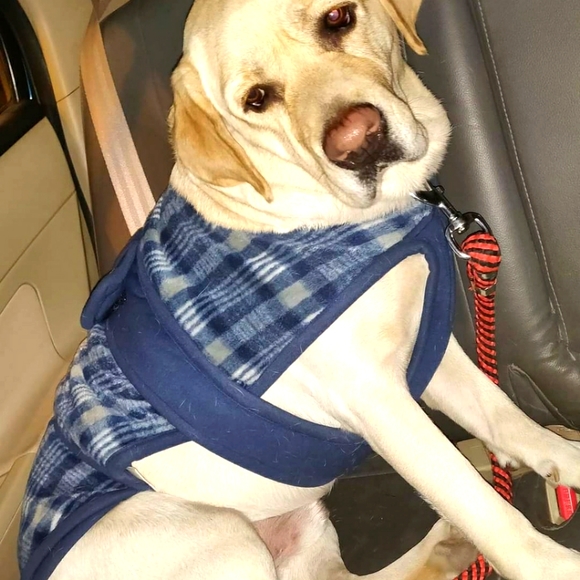 Dog jacket